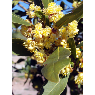 Topiaire (Plante taillée) - LAURUS NOBILIS (Laurier sauce)