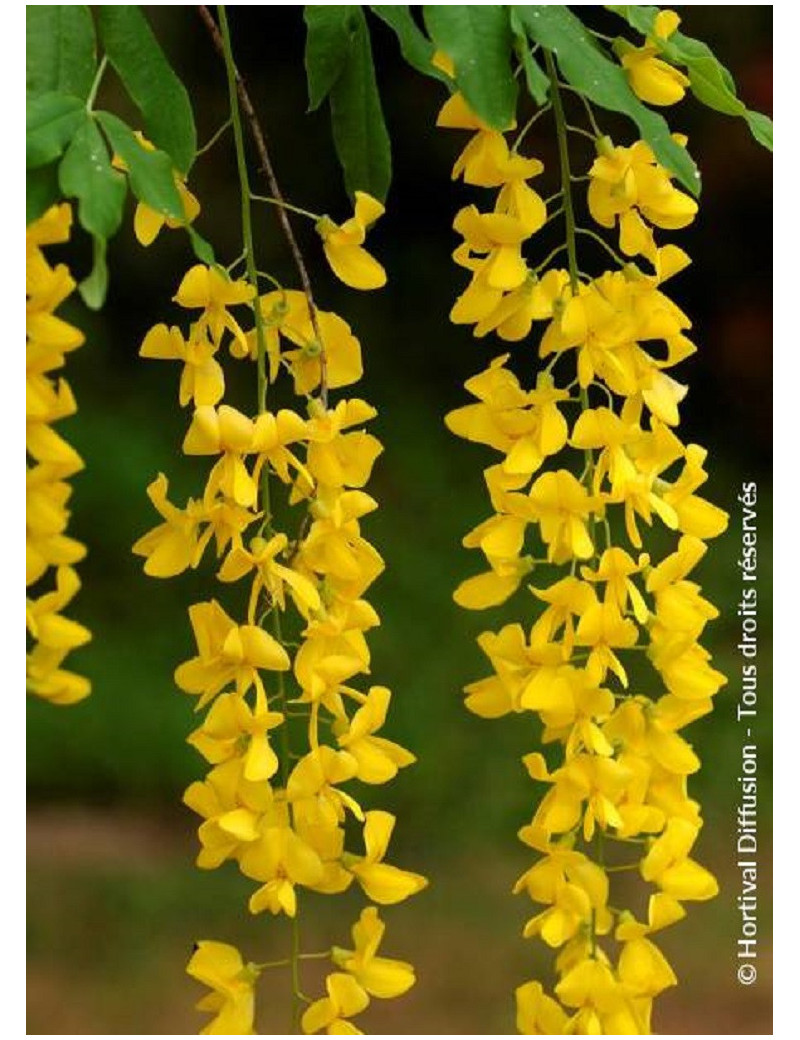 LABURNUM anagyroides (Cytise)