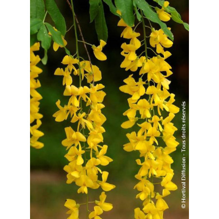 LABURNUM anagyroides (Cytise)