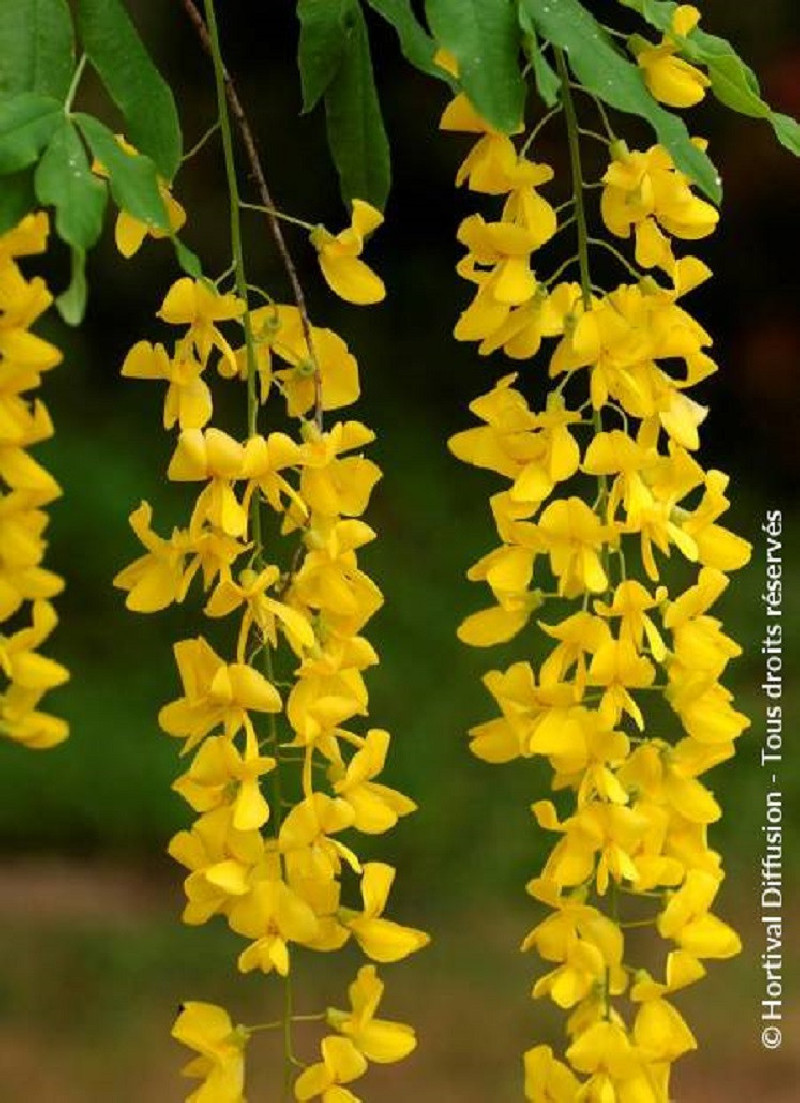 LABURNUM anagyroides