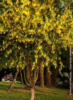 LABURNUM anagyroides