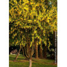 LABURNUM anagyroides (Cytise)