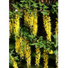 LABURNUM anagyroides (Cytise)