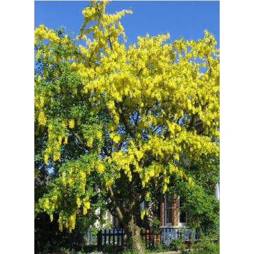 LABURNUM anagyroides (Cytise)