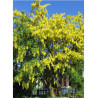 LABURNUM anagyroides (Cytise)