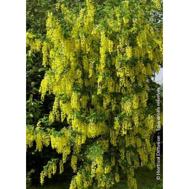 LABURNUM watereri VOSSII (Cytise de Vos)