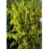 LABURNUM watereri VOSSII (Cytise de Vos)