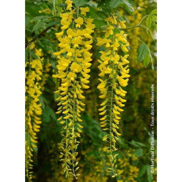 LABURNUM watereri VOSSII (Cytise de Vos)