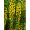 LABURNUM watereri VOSSII (Cytise de Vos)