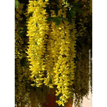 LABURNUM watereri VOSSII (Cytise de Vos)