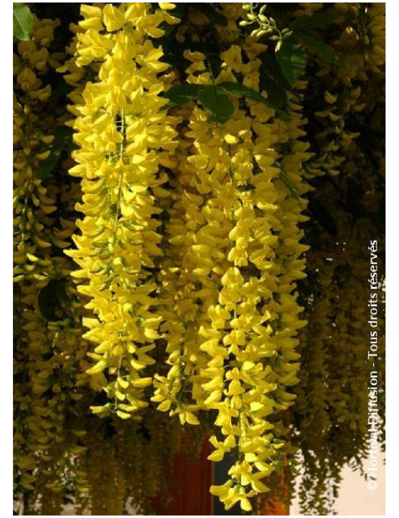 LABURNUM watereri VOSSII (Cytise de Vos)