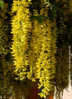 LABURNUM watereri VOSSII