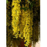 LABURNUM watereri VOSSII (Cytise de Vos)