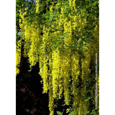 LABURNUM watereri VOSSII (Cytise de Vos)