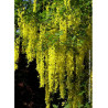 LABURNUM watereri VOSSII (Cytise de Vos)