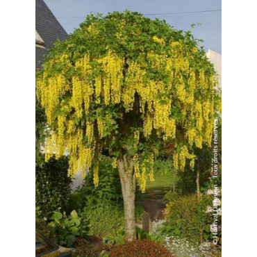 LABURNUM watereri VOSSII (Cytise de Vos)