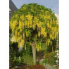 LABURNUM watereri VOSSII (Cytise de Vos)