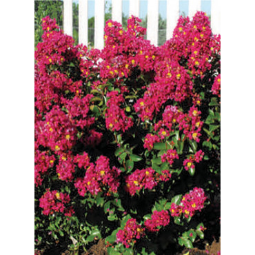 LAGERSTROEMIA BERRY DAZZLE® (Lilas des Indes)