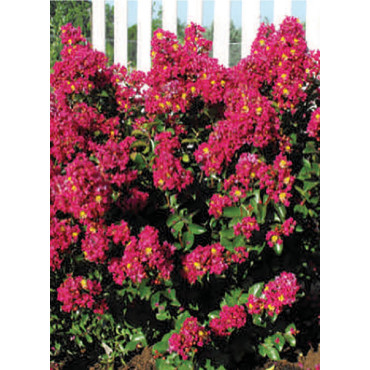 LAGERSTROEMIA BERRY DAZZLE® (Lilas des Indes)