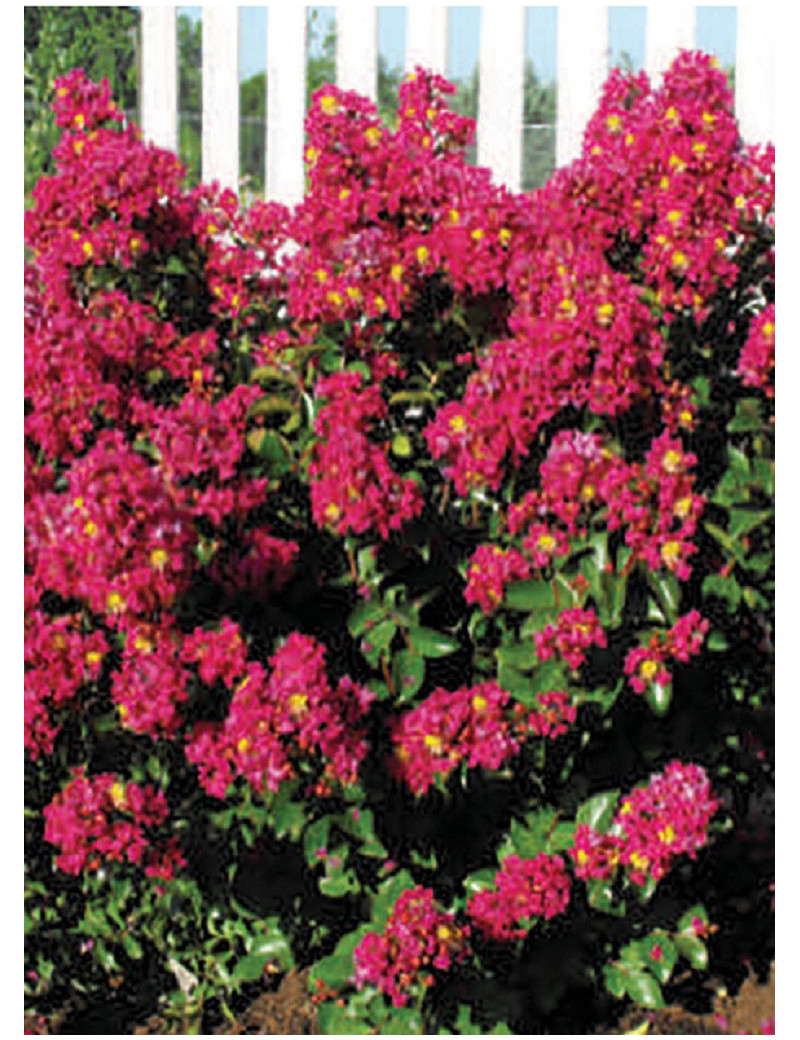 LAGERSTROEMIA BERRY DAZZLE® (Lilas des Indes)