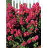 LAGERSTROEMIA BERRY DAZZLE® (Lilas des Indes)