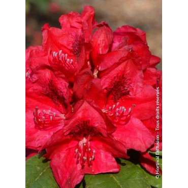 RHODODENDRON hybride LORD ROBERTS (Rhododendron)