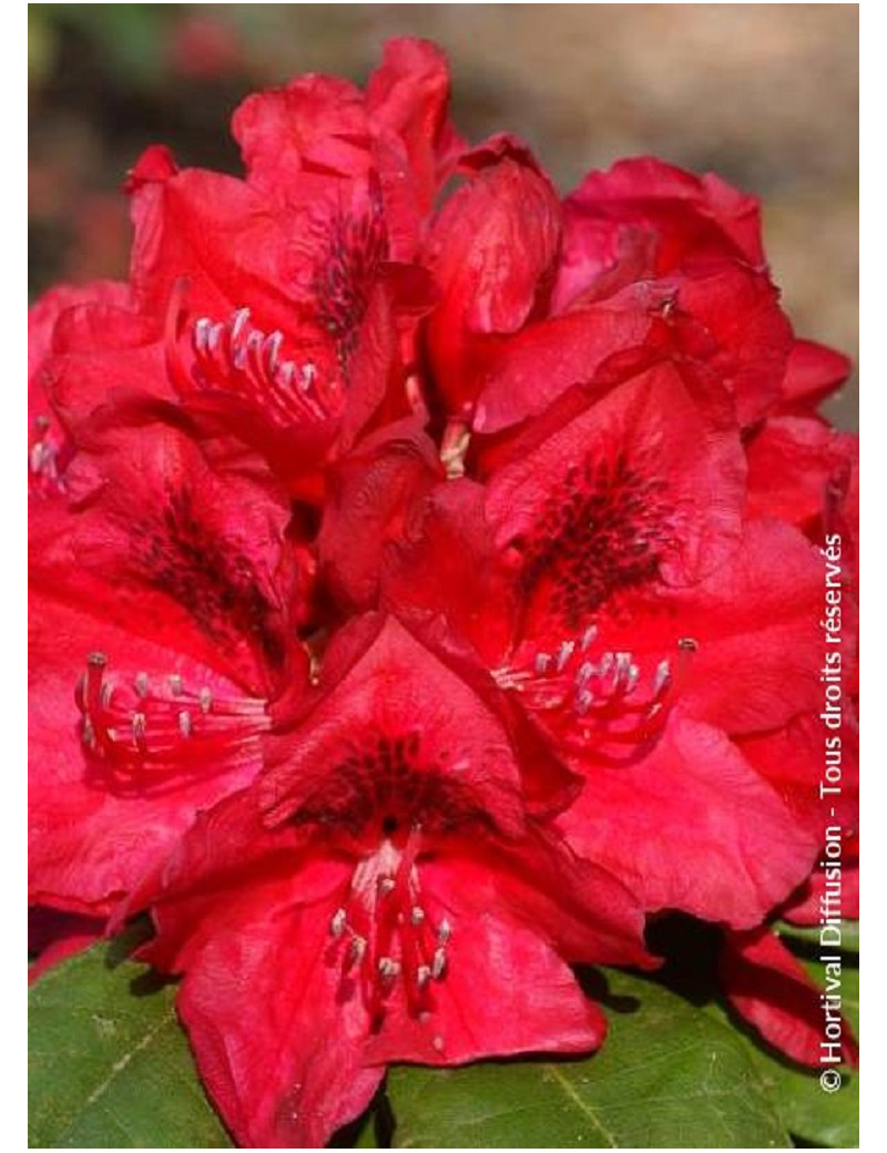RHODODENDRON hybride LORD ROBERTS (Rhododendron)