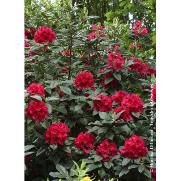 RHODODENDRON hybride LORD ROBERTS (Rhododendron)