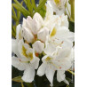 RHODODENDRON hybride MADAME MASSON (Rhododendron)