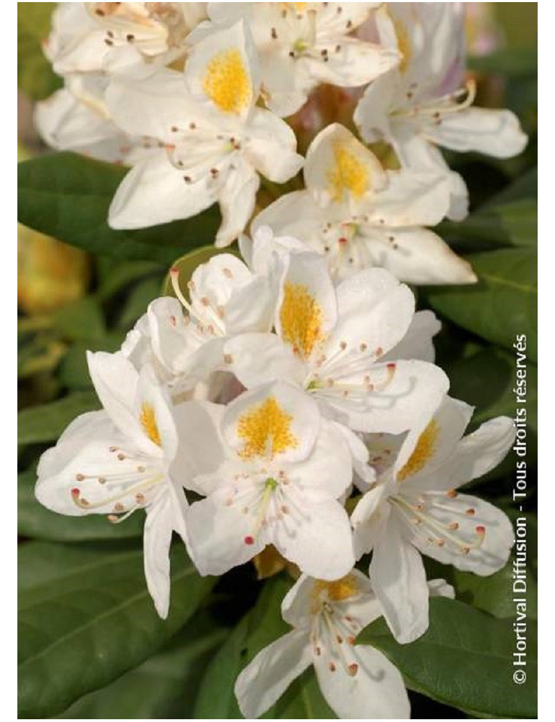 RHODODENDRON hybride MADAME MASSON (Rhododendron)