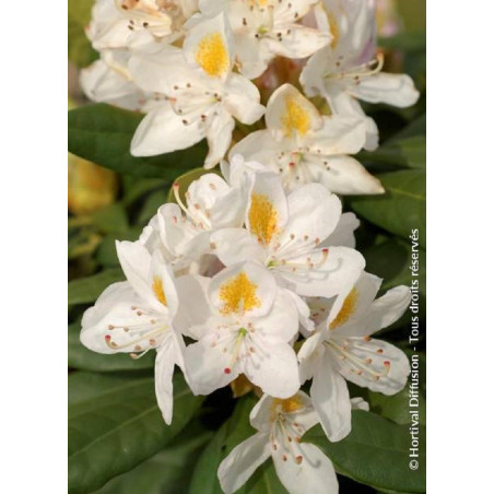 RHODODENDRON hybride MADAME MASSON (Rhododendron)