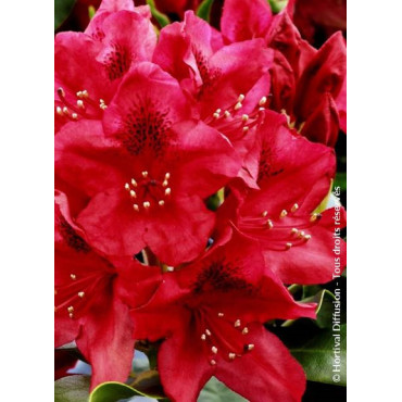 RHODODENDRON hybride NOVA ZEMBLA (Rhododendron)