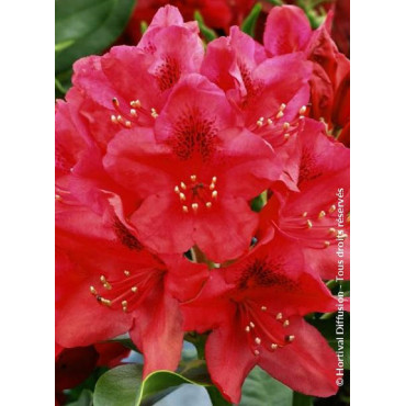 RHODODENDRON hybride NOVA ZEMBLA (Rhododendron)