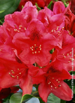 RHODODENDRON NOVA ZEMBLA