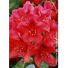 RHODODENDRON hybride NOVA ZEMBLA (Rhododendron)