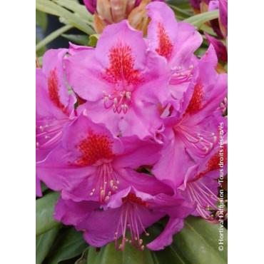 RHODODENDRON hybride RED EYE (Rhododendron)