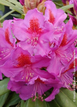 RHODODENDRON RED EYE