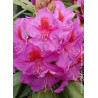 RHODODENDRON hybride RED EYE (Rhododendron)