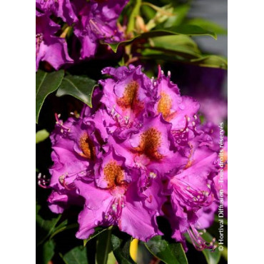 RHODODENDRON hybride RED EYE (Rhododendron)