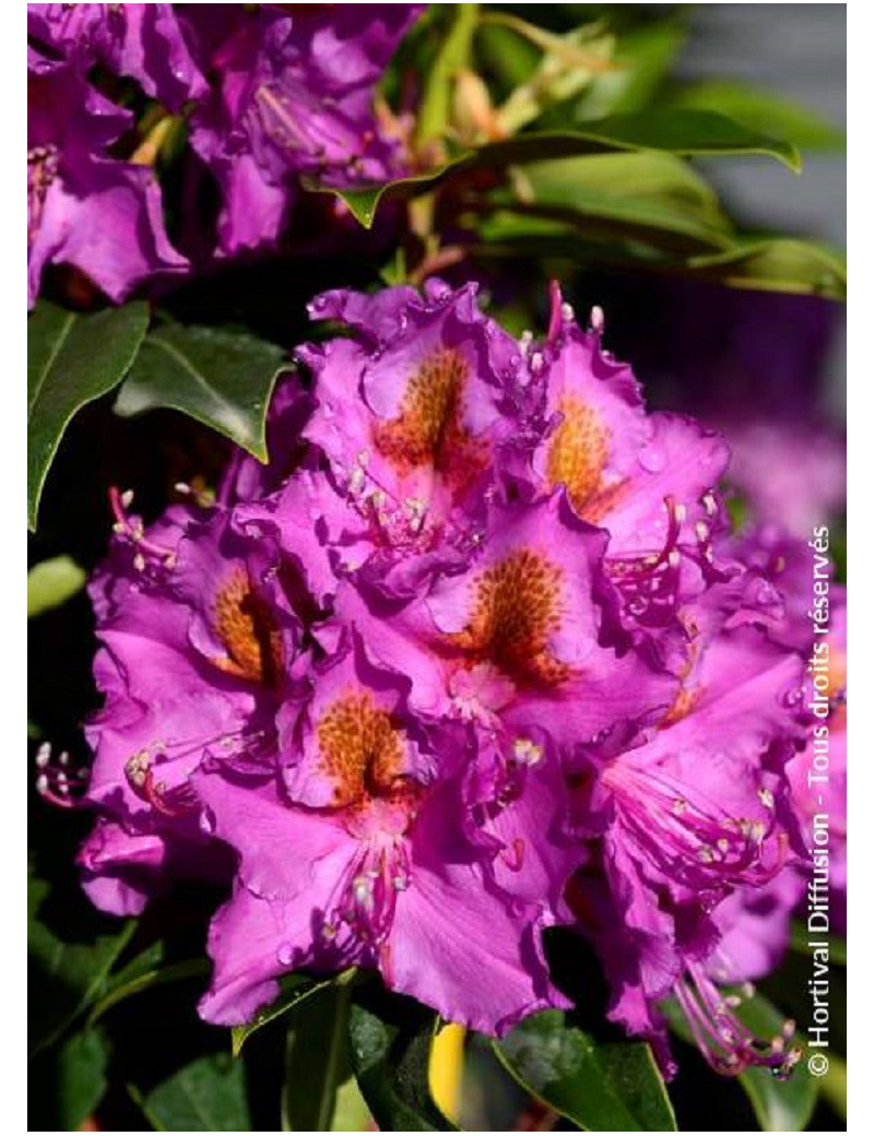 RHODODENDRON hybride RED EYE (Rhododendron)