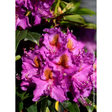 RHODODENDRON hybride RED EYE (Rhododendron)