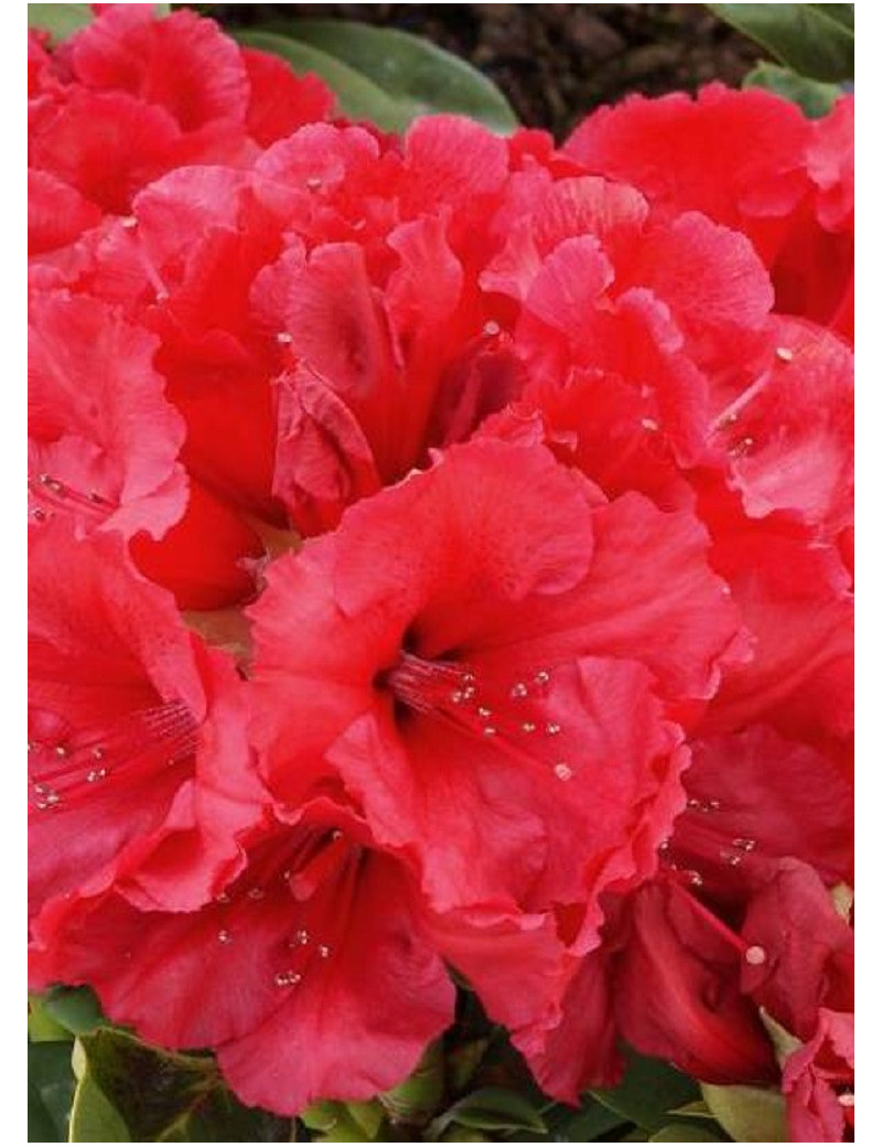 RHODODENDRON hybride RED JACK (Rhododendron)