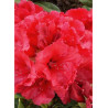 RHODODENDRON hybride RED JACK (Rhododendron)