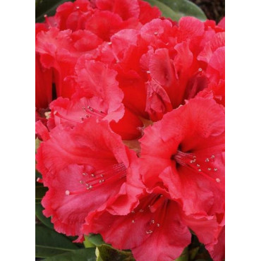 RHODODENDRON hybride RED JACK (Rhododendron)