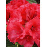 RHODODENDRON hybride RED JACK (Rhododendron)