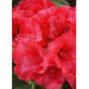 RHODODENDRON hybride RED JACK (Rhododendron)