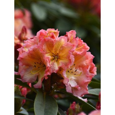 RHODODENDRON hybride SUN FIRE (Rhododendron)