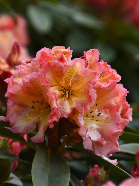 RHODODENDRON hybride SUN FIRE (Rhododendron)