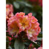 RHODODENDRON hybride SUN FIRE (Rhododendron)