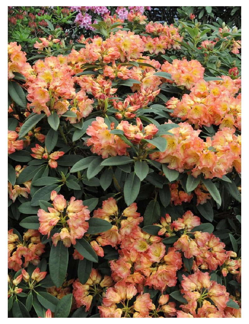 RHODODENDRON hybride SUN FIRE (Rhododendron)